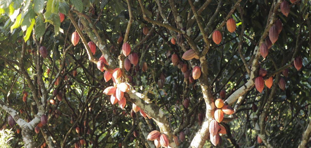 pé de cacau com vários frutos alaranjados
