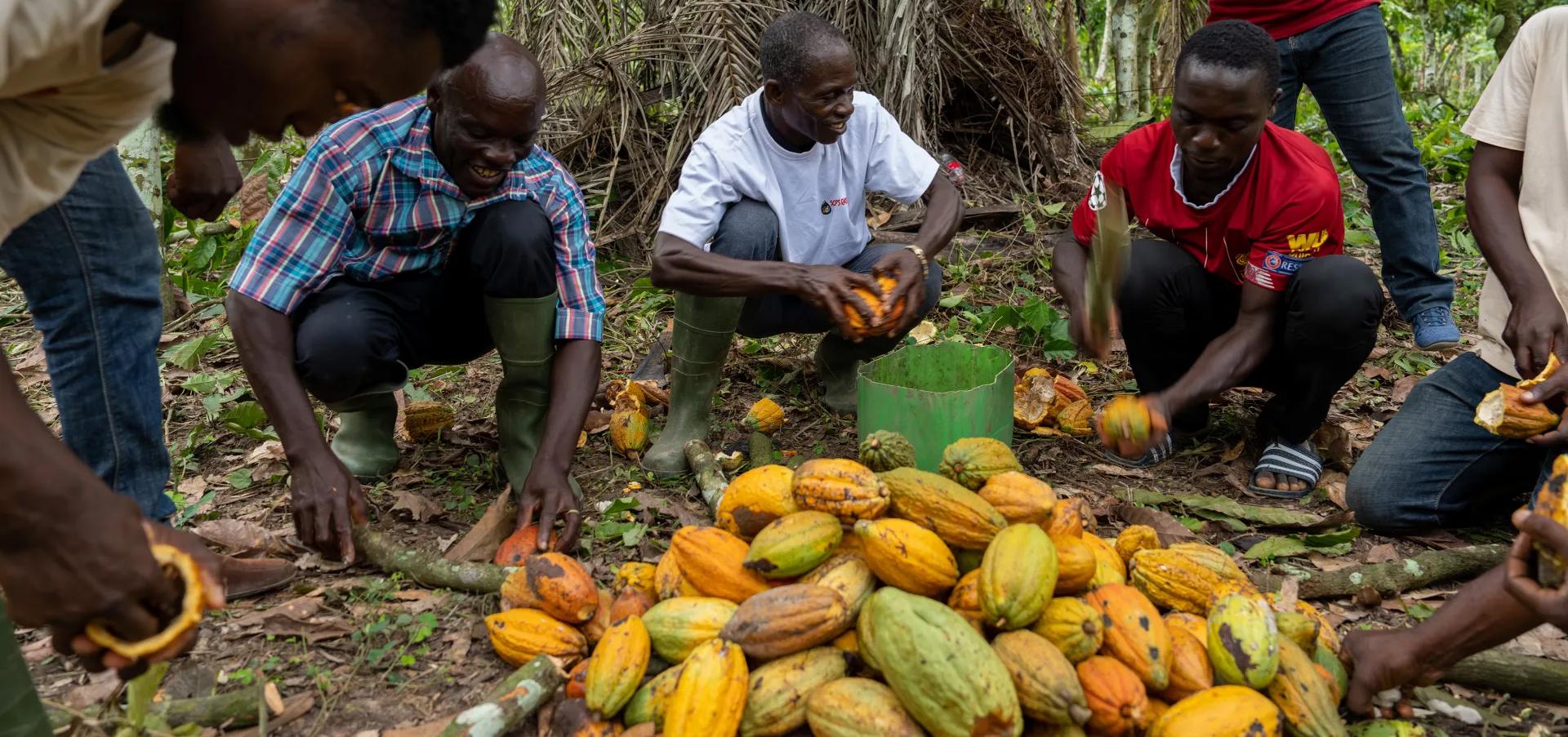 sorting_cocoa