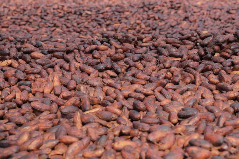 amendoas-cacau-fruta