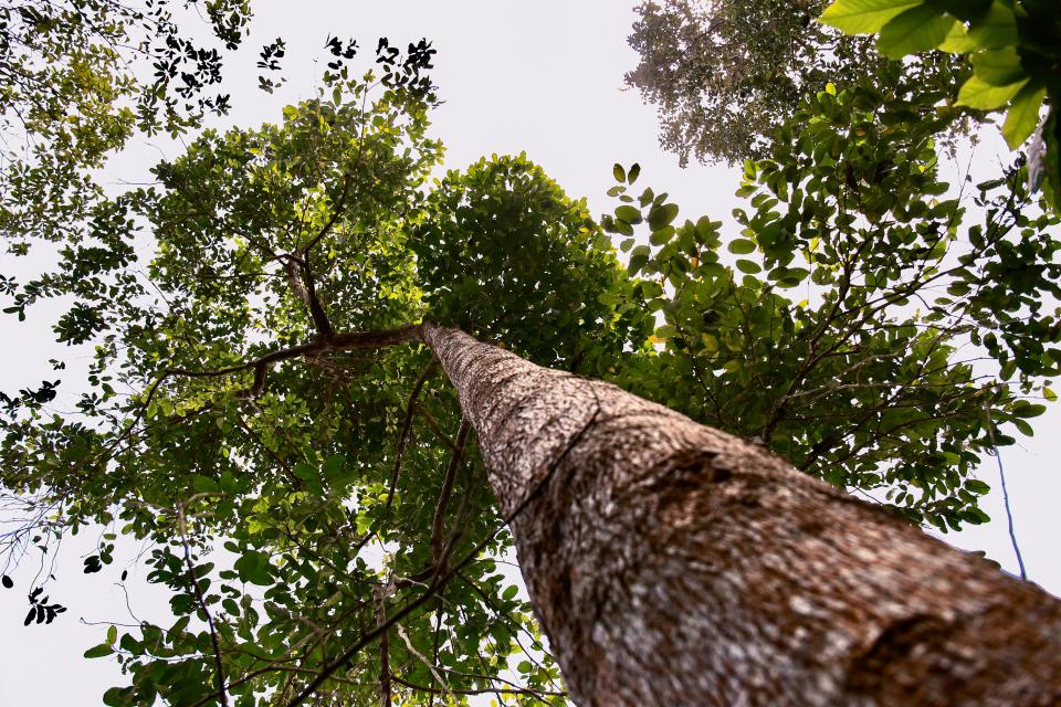 tree