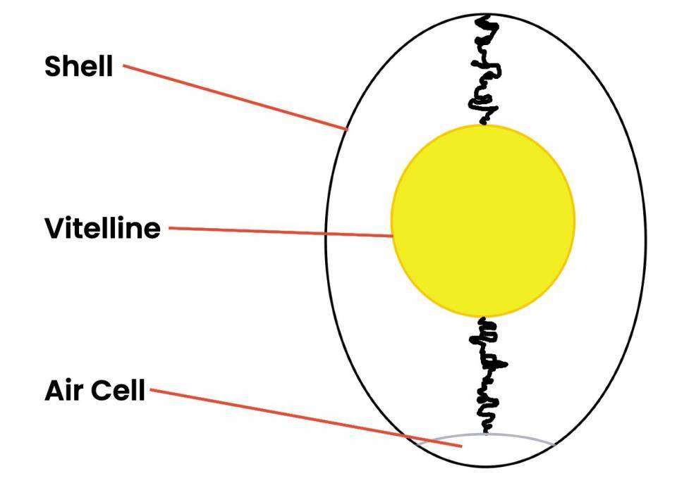 A diagram of an egg showing the shell, vitelline, and air cell