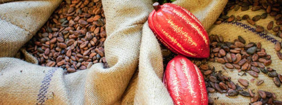 CALLEBAUT Ecuador cocoa beans