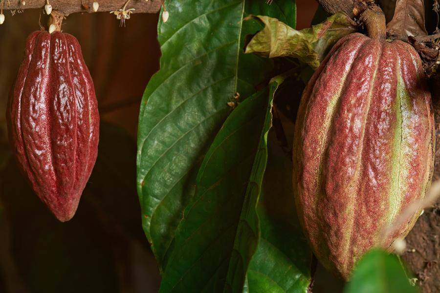 CALLEBAUT Ecuador cocoa.
