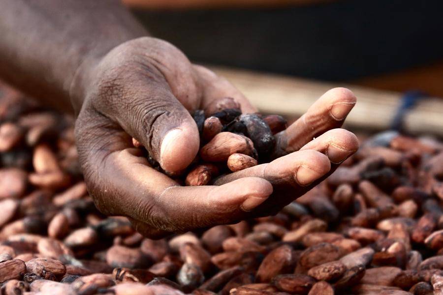 CALLEBAUT Ghana cocoa beans.