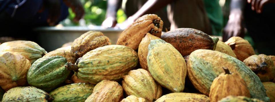 CALLEBAUT Ghana cocoa cultivation