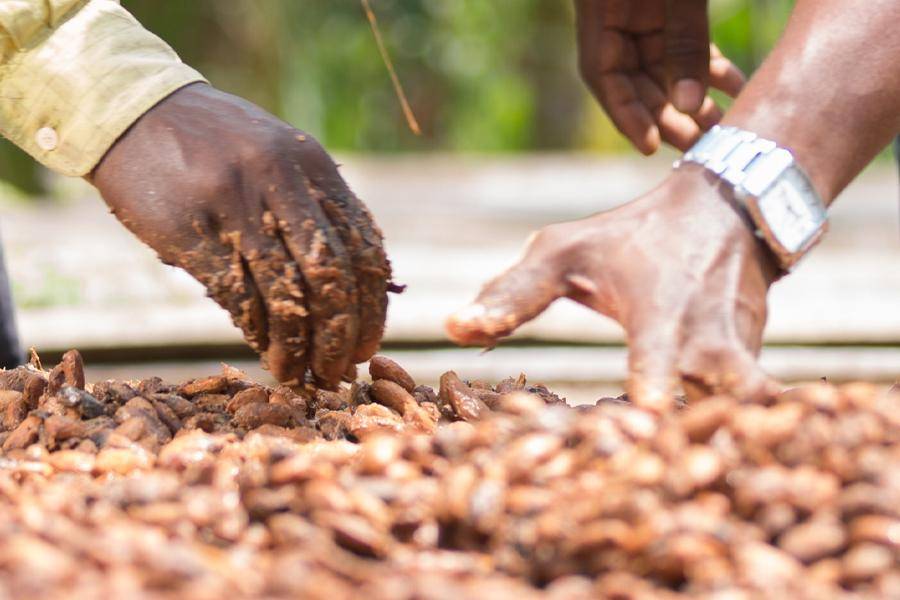 CALLEBAUT ivory coast cocoa beans