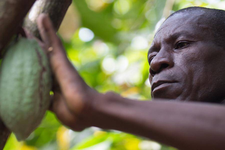 CALLEBAUT ivory coast cocoa farmer