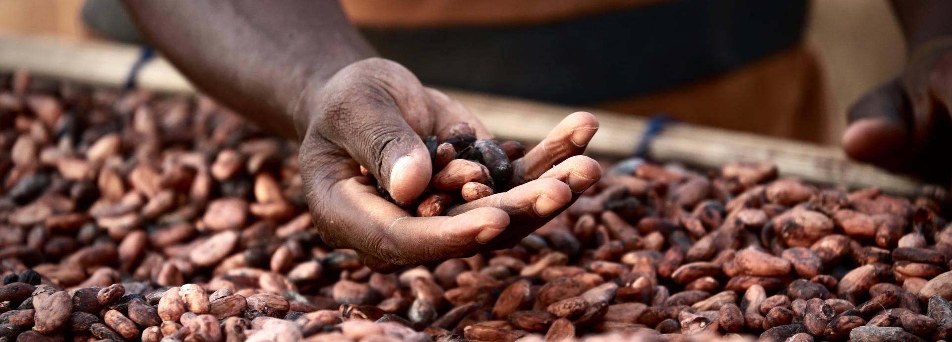 Enticing Callebaut Narratives to share with visitors looking for great chocolate stories.