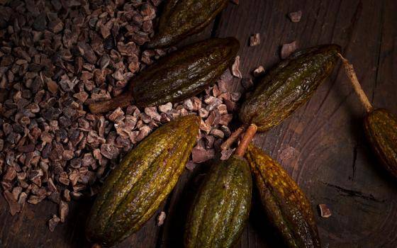 Cocoa ingredients